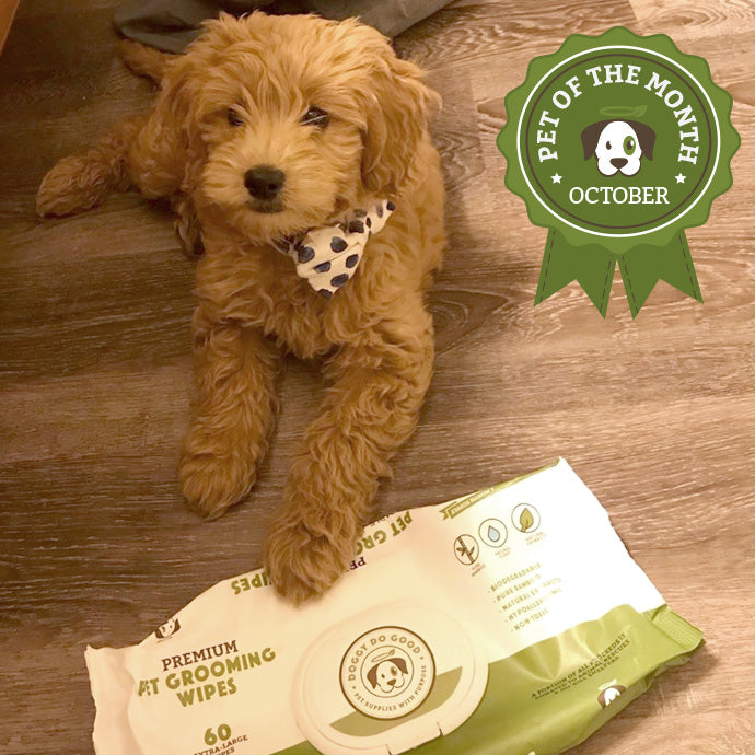 Winnie The Dood - October 'Pet of the Month' Winner!