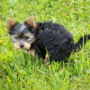 4 Reasons You Need To Pick Up Your Dog's Poop