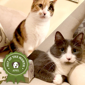 Cammie & Hugo - April 'Pet of the Month' Winners!